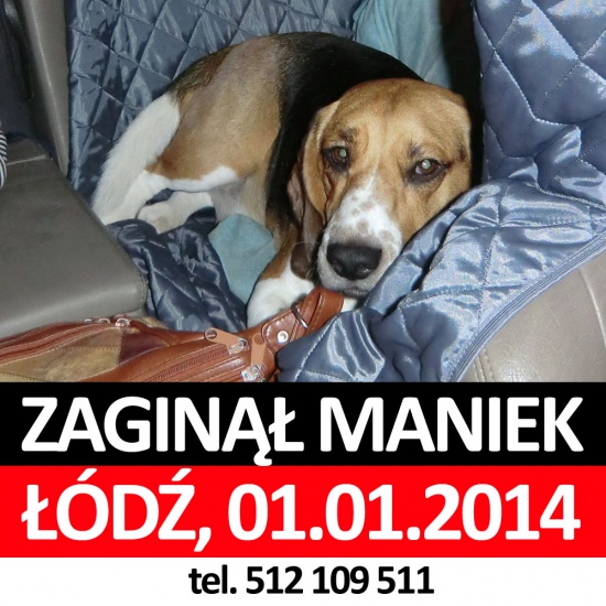 Zaginał młody pies beagle tricolor Łódź-Radogoszcz